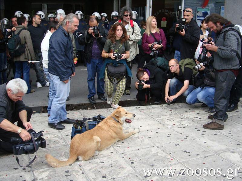 zoosos : Εκατοντάδες σκυλιά σκοτώνονται καθημερινά αλλά τα ελληνικά media «κλαίνε» μόνο για τον Λουκάνικο