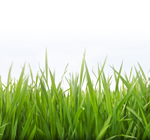 grass_footer