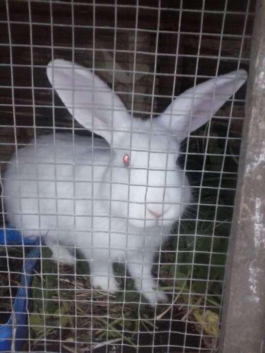 Uruguay: 16 rabbits liberated from a hatchery in Montevideo