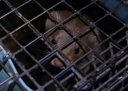 Ontario, Canada: Hundreds of mink freed